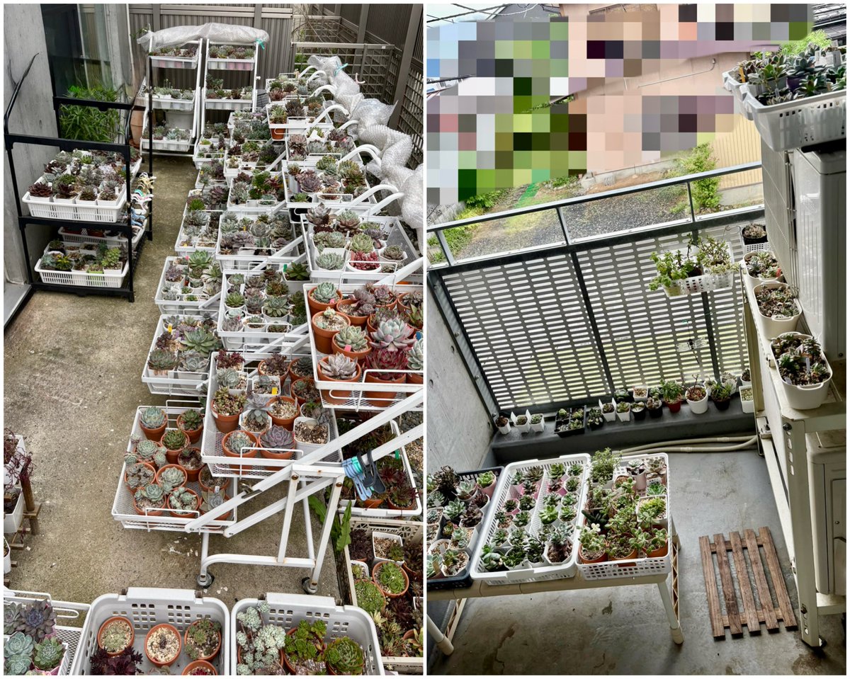 🪴【プラダ錦】
あまり斑入りっぽさは見えないけど、どことなく儚げな葉色
葉先のピョンって爪が可愛い

🐕‍🦺クロロさんガン見👀ｼﾞｰｯ
#チワワ

🏡日曜は曇りで、これ幸いとベランダと庭の掃除
庭には棚を1台増設
でも強風🌪️で埃が舞ってクシャミ連発でした🌀