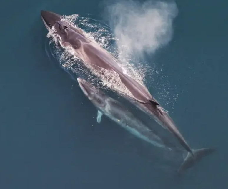 Balaenoptera borealis: veloz, madre y en peligro
efecto-mariposa.cl/mamiferos/bala…