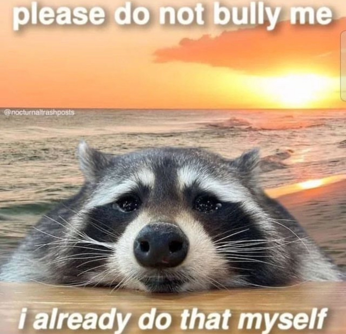 raccoon aesthetic. (@raccoonesthetic) on Twitter photo 