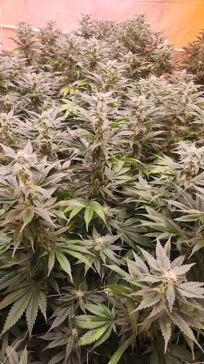 Joshthegrow's tweet photo. Next round coming in https://t.co/uFM57PRwk5
