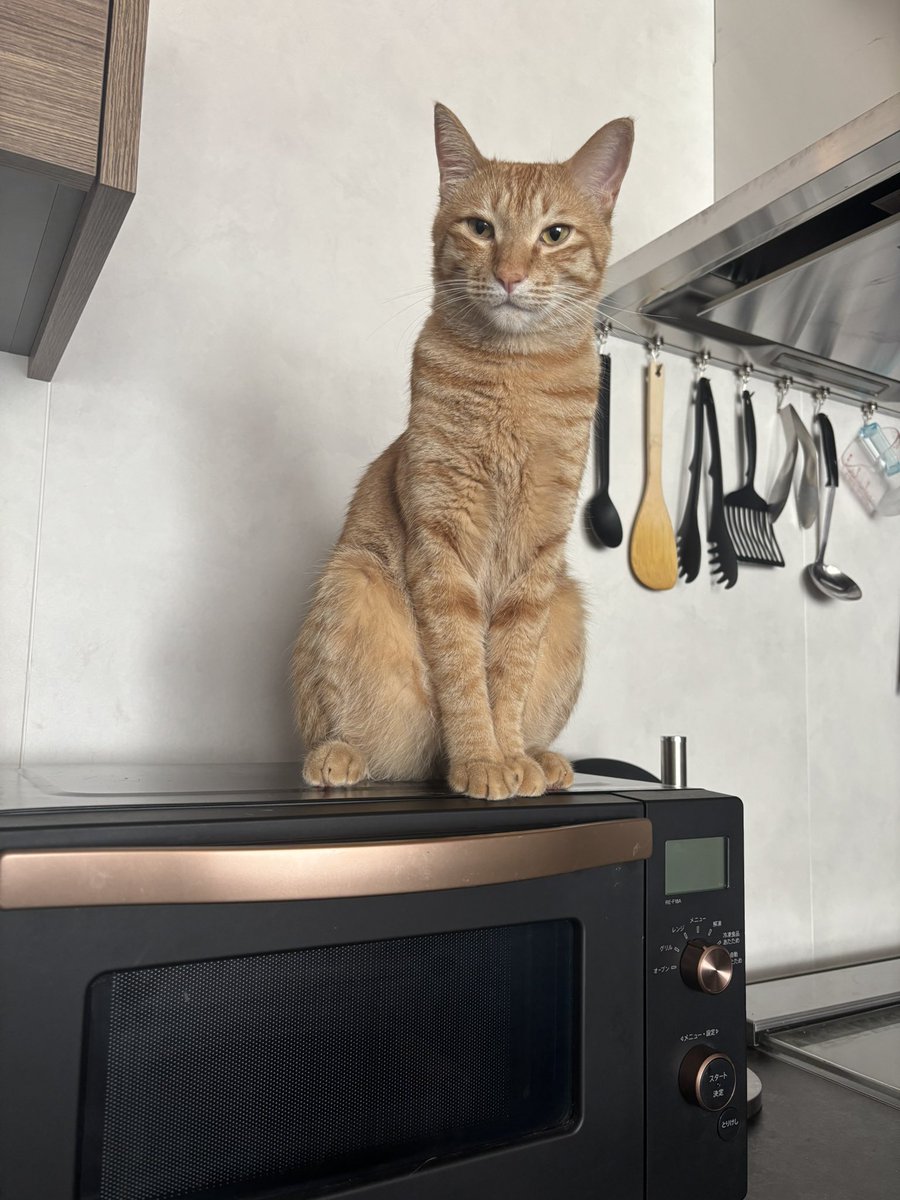 レンジの上が最近のお気に入り😂
#猫のいるくらし 
#猫のいる幸せ 
#ねこ