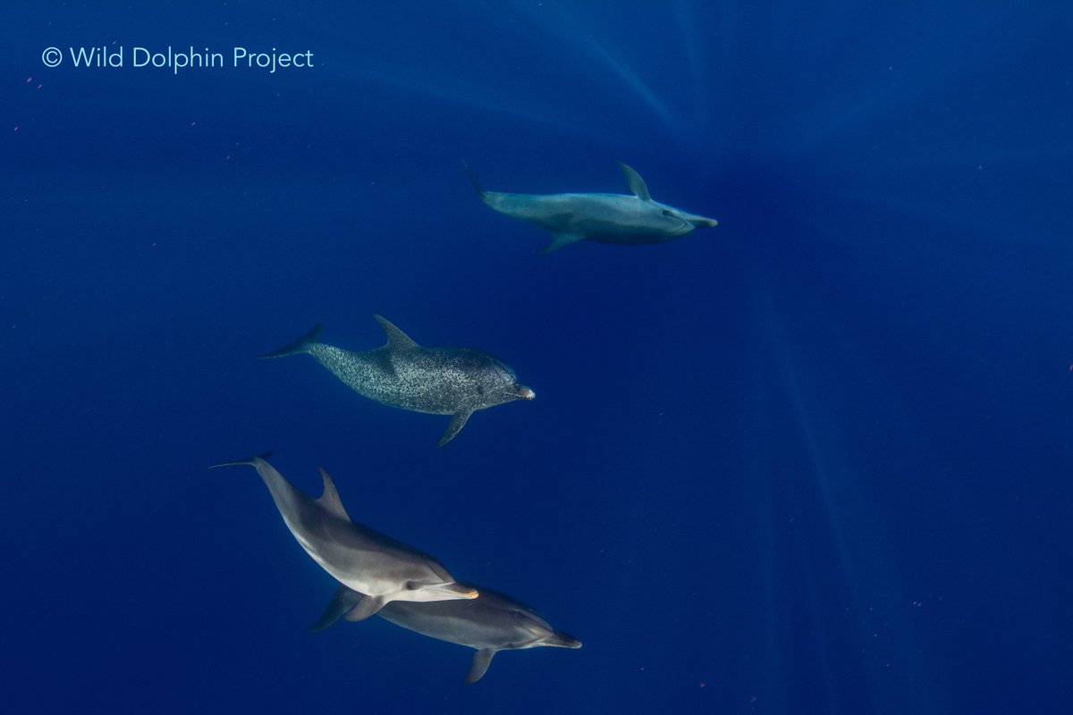 Our trips are designed for just six participants max, ensuring an intimate, immersive experience where observing wild dolphins “In Their World, On Their Terms” is the top priority. 

📩 reserve your place.

wilddolphinproject.org/participate/ba…