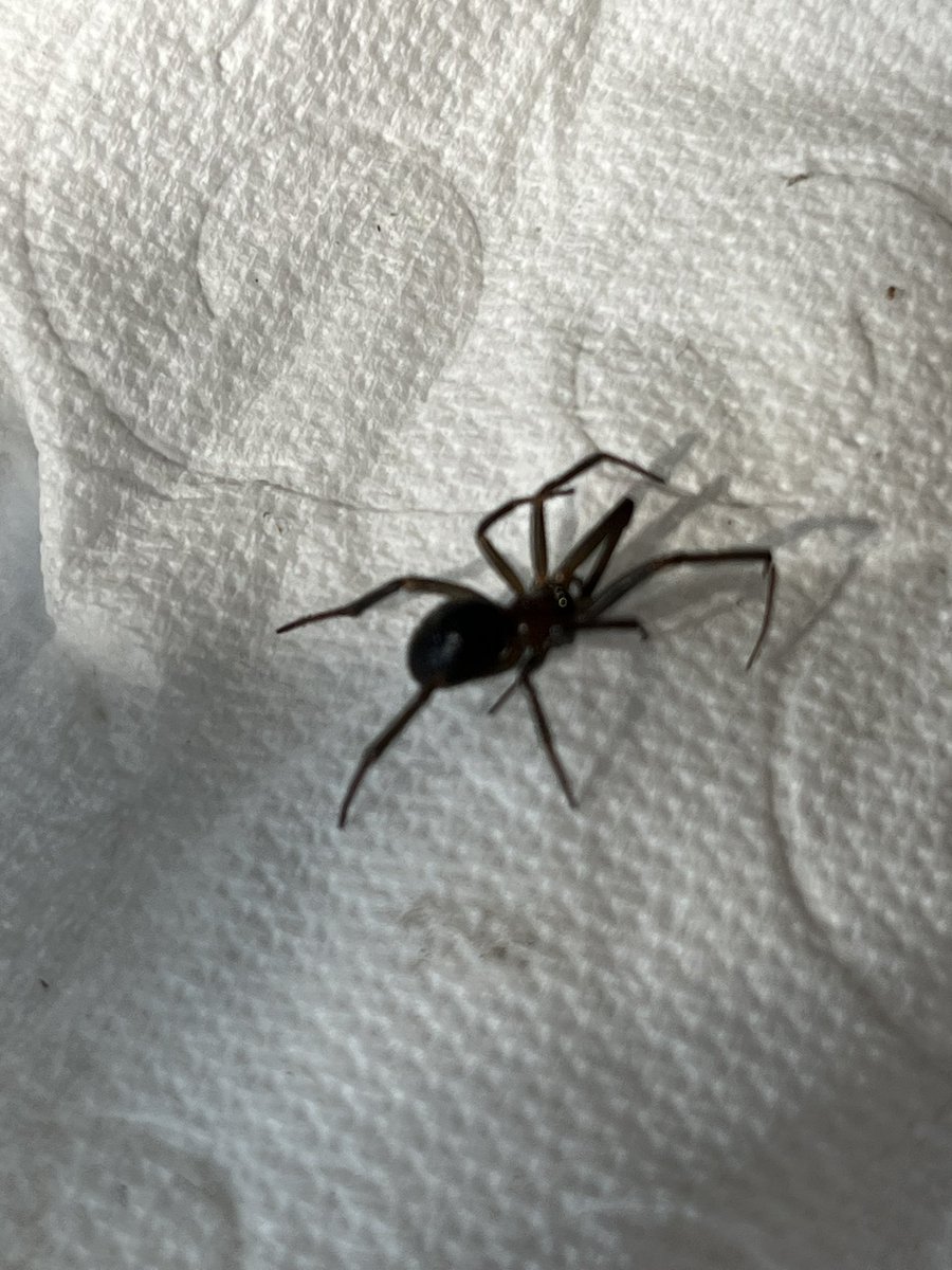 HUGO CATALÁN tweet media