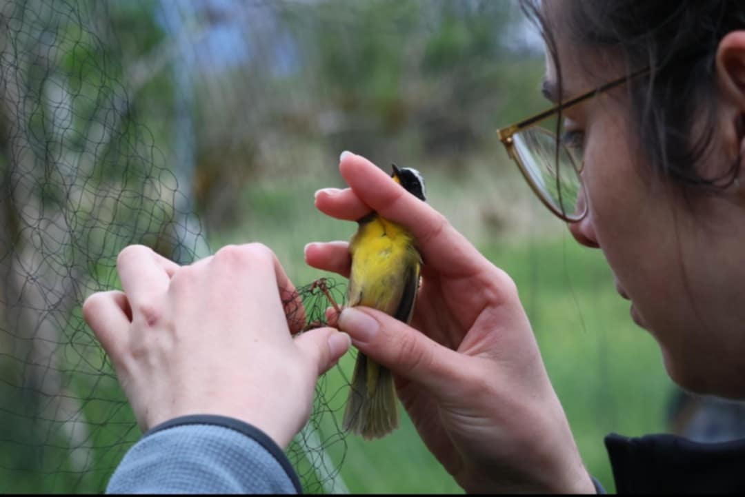 VARCbirdbanding's tweet photo. What does bird banding actually look like? 🐦

At our station, every bird goes through a careful process:

Extraction from the mist net

Measurements

Banding with a correctly sized aluminum band

Scribing data

Then — a safe release back into the wild 💨 https://t.co/A7rbYrkbqG