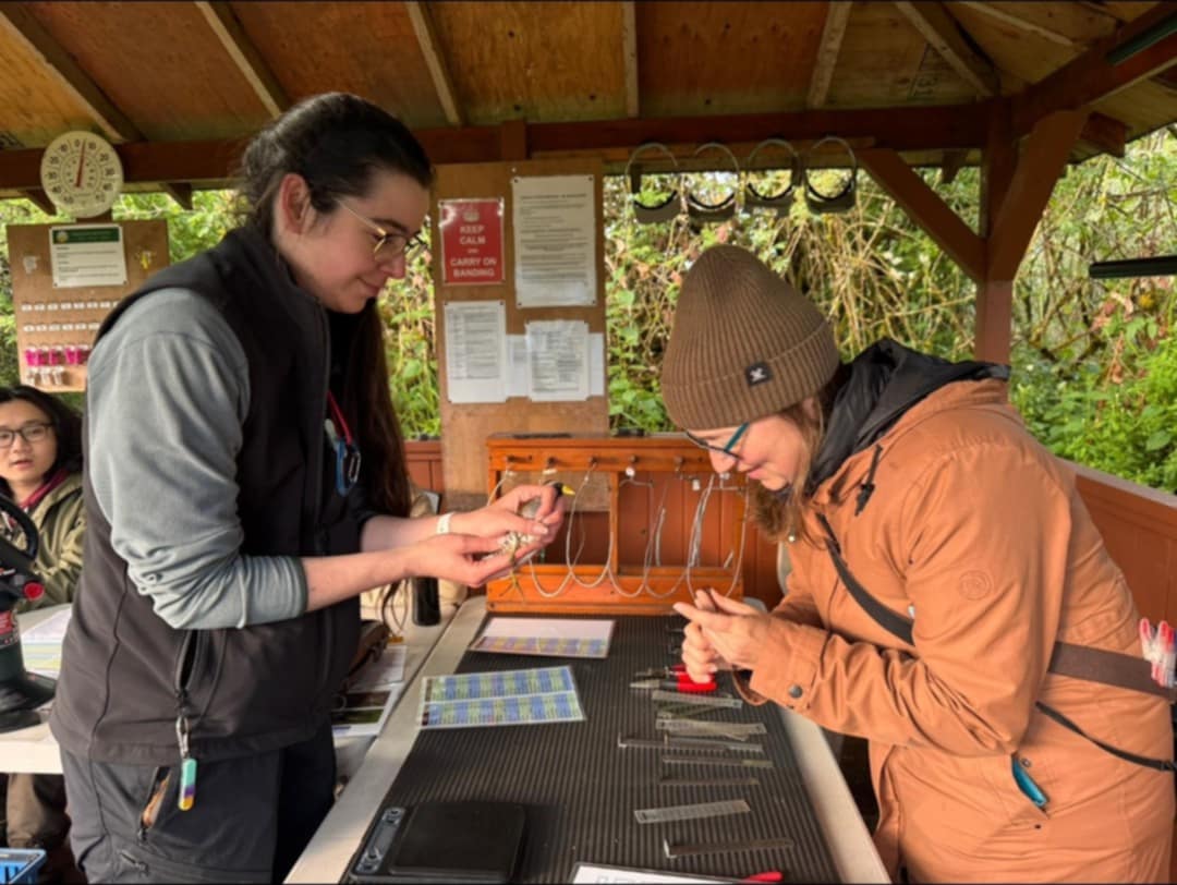 VARCbirdbanding's tweet photo. What does bird banding actually look like? 🐦

At our station, every bird goes through a careful process:

Extraction from the mist net

Measurements

Banding with a correctly sized aluminum band

Scribing data

Then — a safe release back into the wild 💨 https://t.co/A7rbYrkbqG
