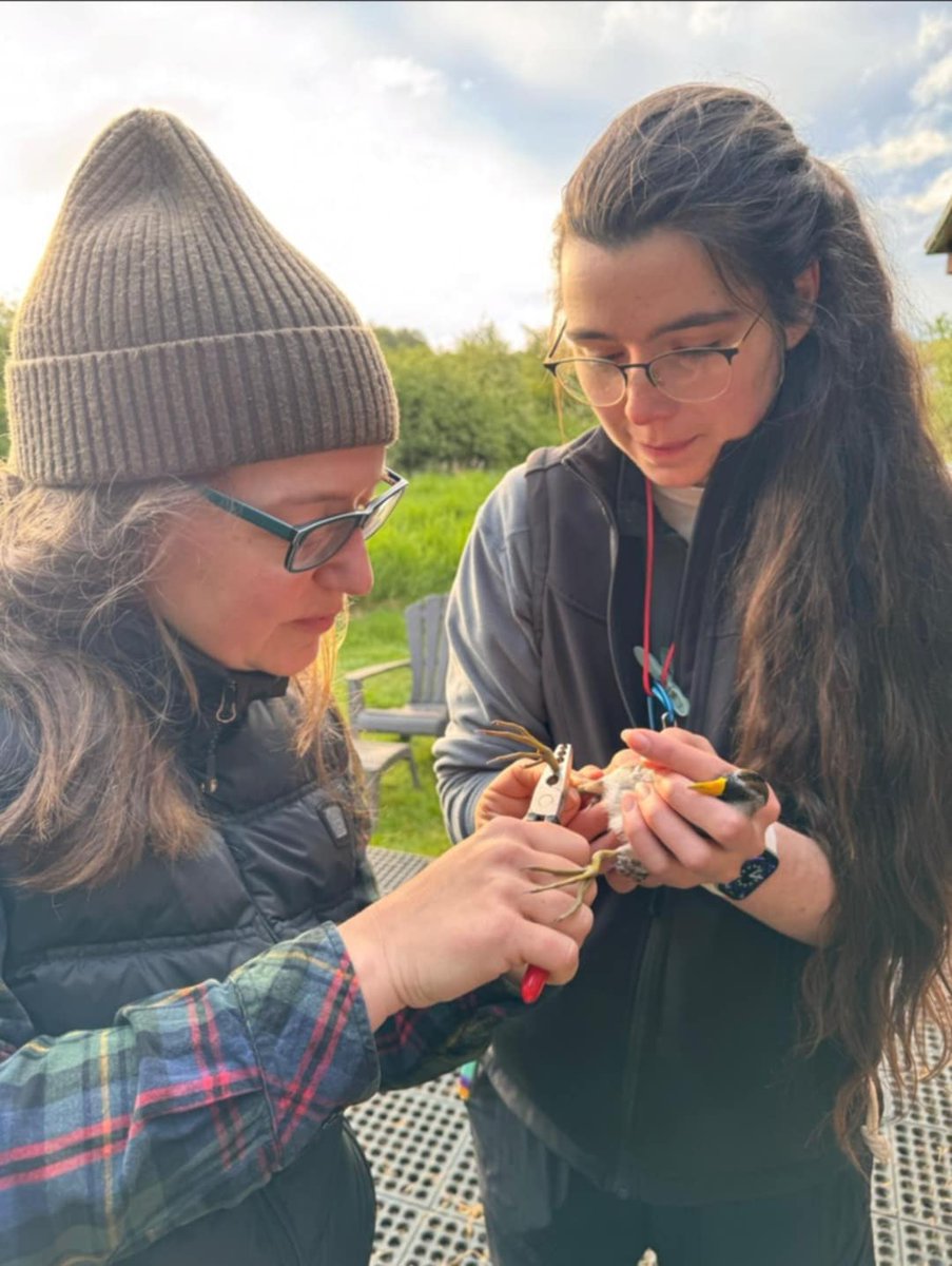 VARCbirdbanding's tweet photo. What does bird banding actually look like? 🐦

At our station, every bird goes through a careful process:

Extraction from the mist net

Measurements

Banding with a correctly sized aluminum band

Scribing data

Then — a safe release back into the wild 💨 https://t.co/A7rbYrkbqG
