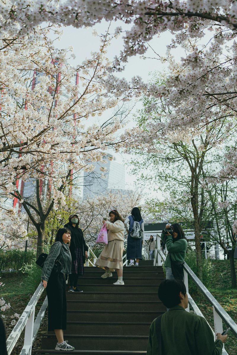 Master3Language's tweet image. 🌸 Spring in Seoul is absolutely enchanting! 

■Get your Korean Age Calculator!ow.ly/pL7o30jPBlh
■Source: pexels.com

#CherryBlossomSeason #SeoulSpring #BlossomsAndSkylines #KoreanCulture #HiddenGems #TravelDiaries #learnkorean #SouthKorea