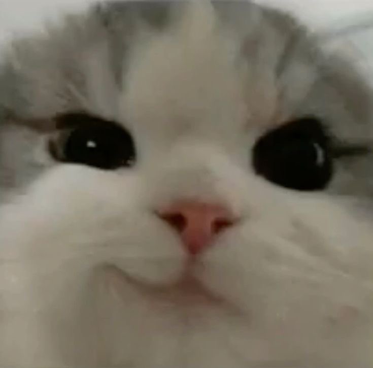 iiuvlino's tweet image. spot the difference