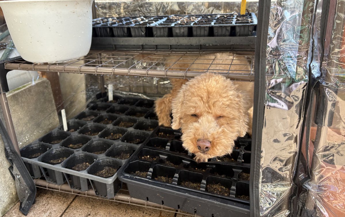 rorirunrunrun's tweet photo. 🐶「温室の中は暖かいのですぅ〜☀️」みたいなお顔😂
そして気が済むまでズンズンと探検して、満足してぐっすり😴 https://t.co/aXCmrnE1Qq