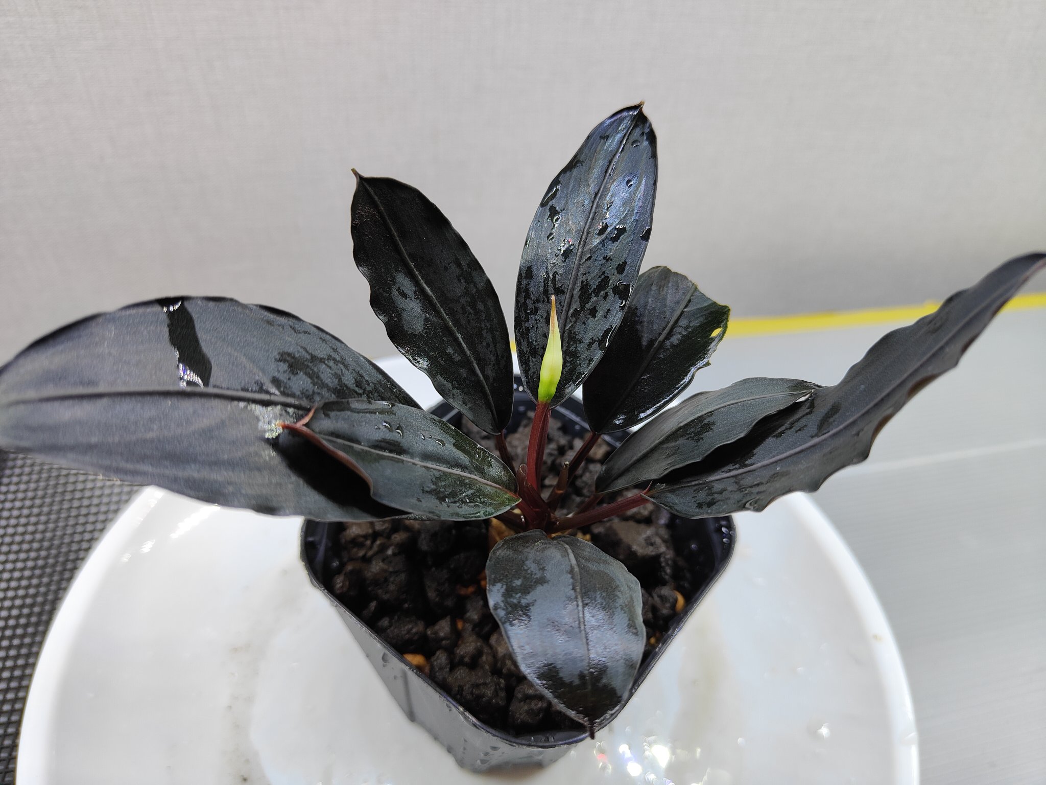 n*a様 ★Bucephalandra motleyana/Padawan 濃蒼 n*a様 ☆Bucephalandra motleyana/Padawan 濃蒼