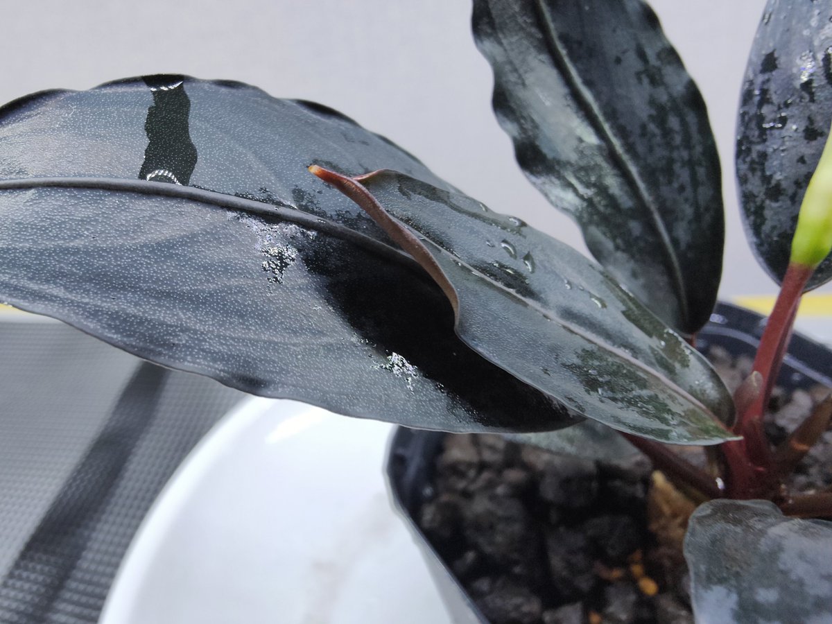 5/3まで　Bucephalandra Blue llic 2株 bucephalandra - Search / X