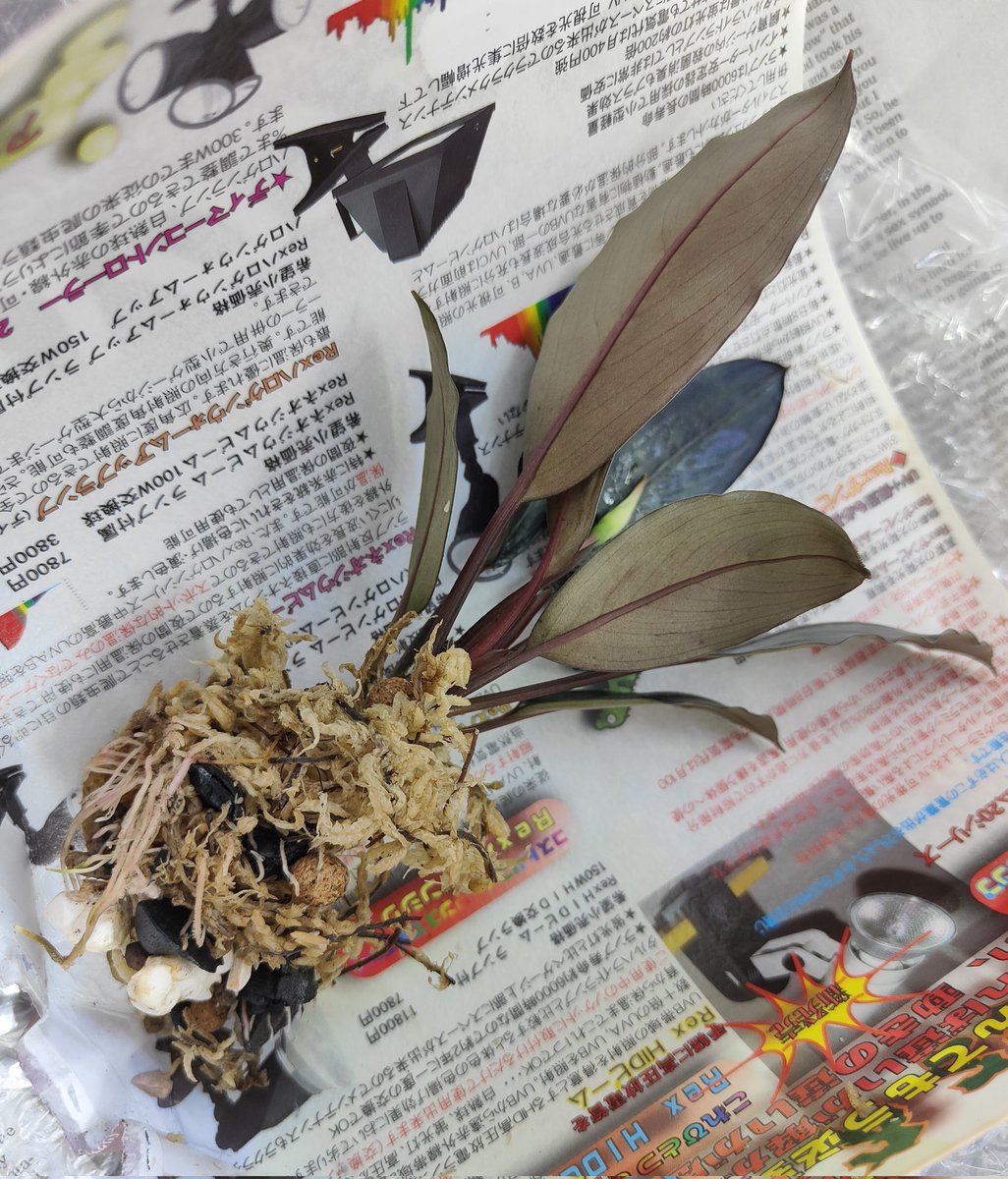 Bucephalandra Motleyana Padawan 純ブラック 2025/05 やっと手に