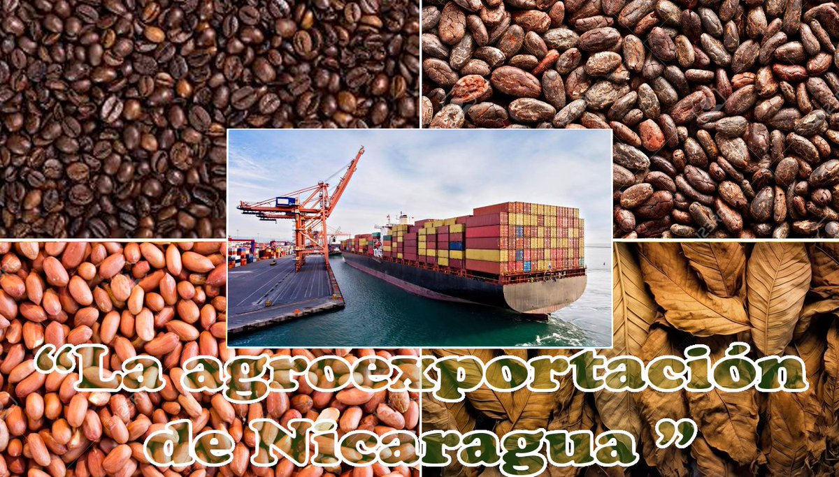 La agroexportación de Nicaragua en 2024 fue: Café 3.1 millones qq. Maní 4.3 millones qq. Cacao 213.7 mil qq. Tabaco 176.9 mil qq. Banano 14.2 millones de cajas. Plátano 586.3 millones de unidades. En  ganado bovino: Se sacrificaron 764.3 miles cabezas. Aves 77.5 millones de aves.
