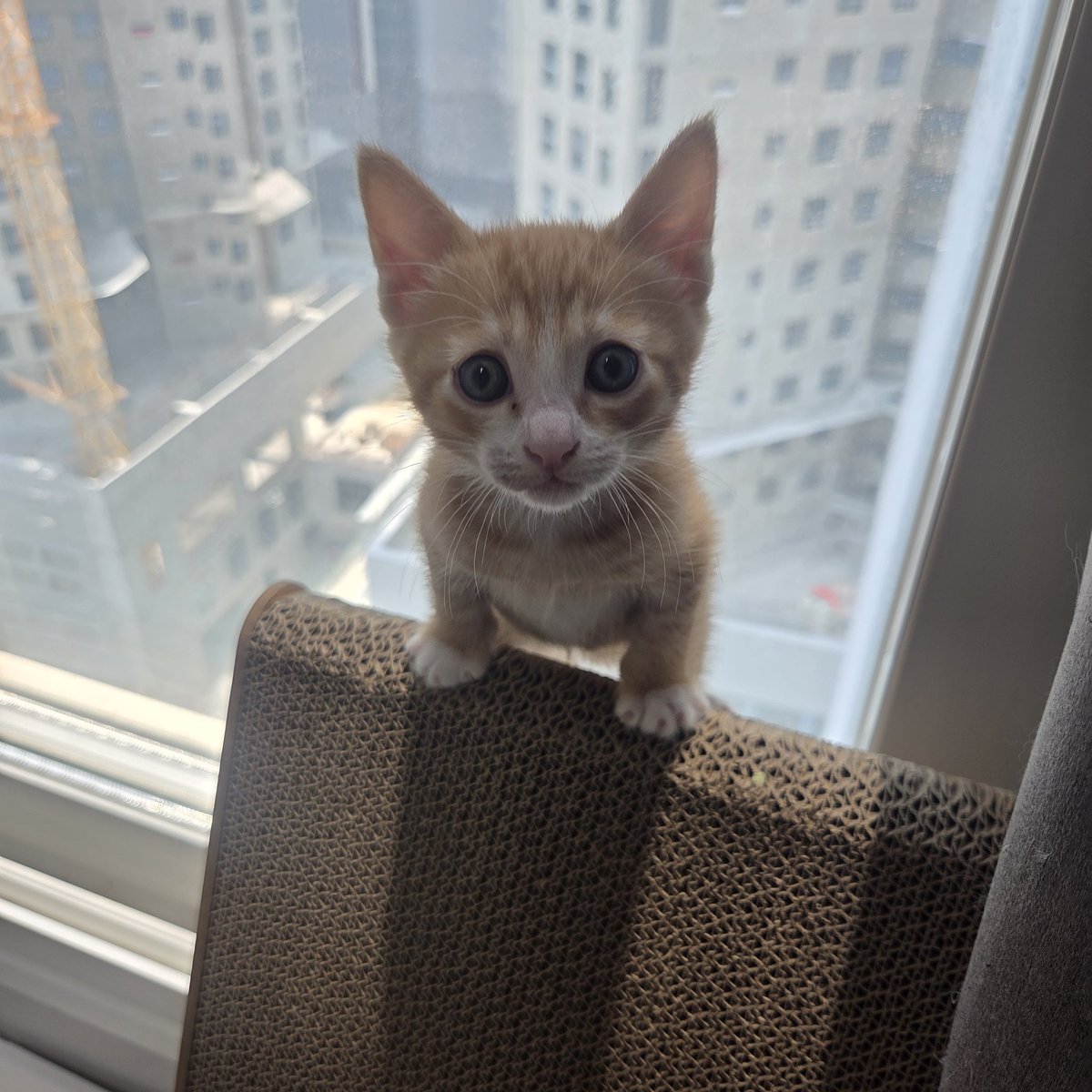 ㅋㅋㅋㅋㅋ
애들 사진 찍고 있는데 엄청 억울한 소리가 들려서 봤더니
페르세포네의 구조요청! 살려주세요!
호딱 찍고 내려드렸습니다...