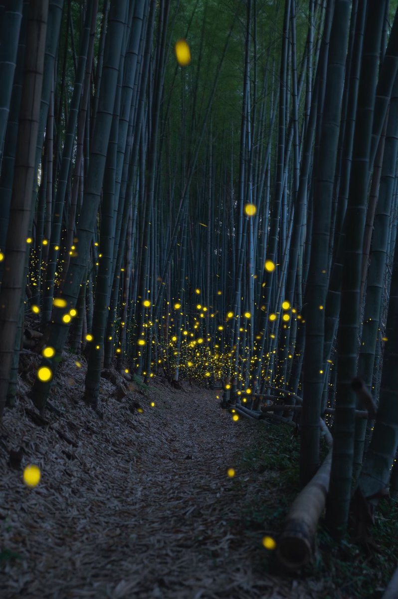 ホタルといえば竹林がよく似合う。