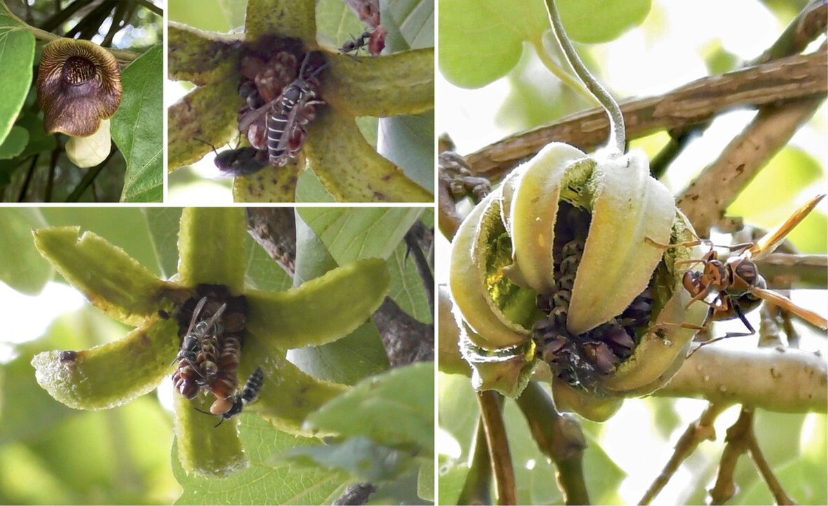 &lt;NOTES AND INSIGHTS&gt;
#Seed dispersal of Aristolochia kaempferi (Aristolochiaceae) by vespid wasps and Formica ants

Kana Watanabe-Toma,  Tetsuo Ohi-Toma
esj-journals.onlinelibrary.wiley.com/share/E3QPUG7Y…

elaiosome/ myrmecochory/ vespicochory