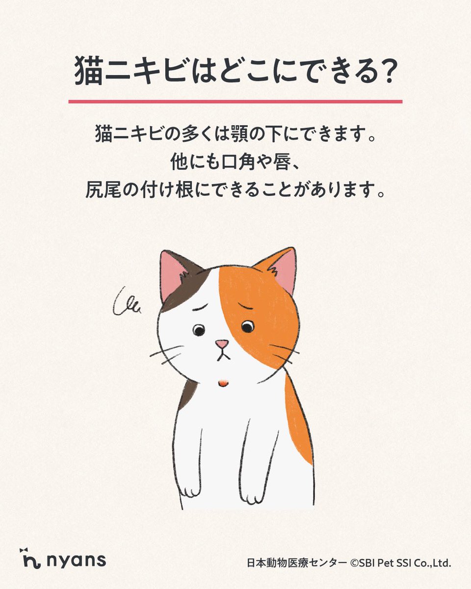 にゃんずページ Nyan (@nyan_desu_) / X
