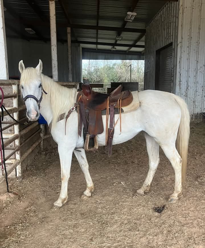 jamesgraham2244's tweet photo. Horse available for adoption #HORSERACETEST #HAPPY_BURSTDAY #SVT_THUNDER #GOLD #XdinaryHeroes #SEVENTEEN #FogoFlames #horselovers https://t.co/Xa4ZtichqY