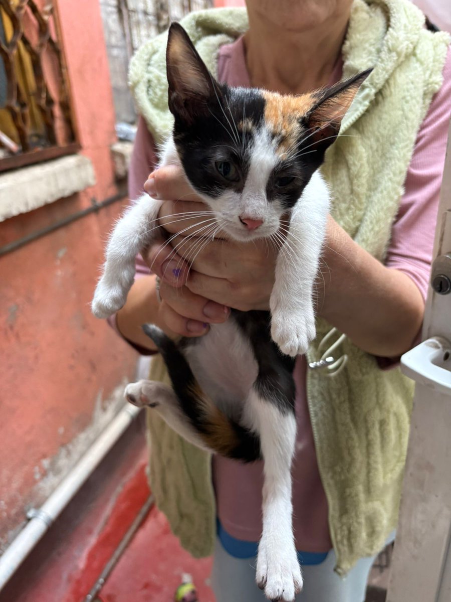 Invasorita del Imperio Romano (@jenevysanti) on Twitter photo ¿Alguien quiere un michi? Apreciamos la difusión <a href="/huidobropacorro/">Tezcatlipaco</a> <a href="/qtf/">Fernanda Familiar</a> <a href="/BicireporteraDF/">Bicireportera CDMX</a> <a href="/BicitlanRadio/">Bicitlán Radio</a> Muchas gracias. En CDMX info por MD ¿Alguien quiere un michi? Apreciamos la difusión <a href="/huidobropacorro/">Tezcatlipaco</a> <a href="/qtf/">Fernanda Familiar</a> <a href="/BicireporteraDF/">Bicireportera CDMX</a> <a href="/BicitlanRadio/">Bicitlán Radio</a> Muchas gracias. En CDMX info por MD