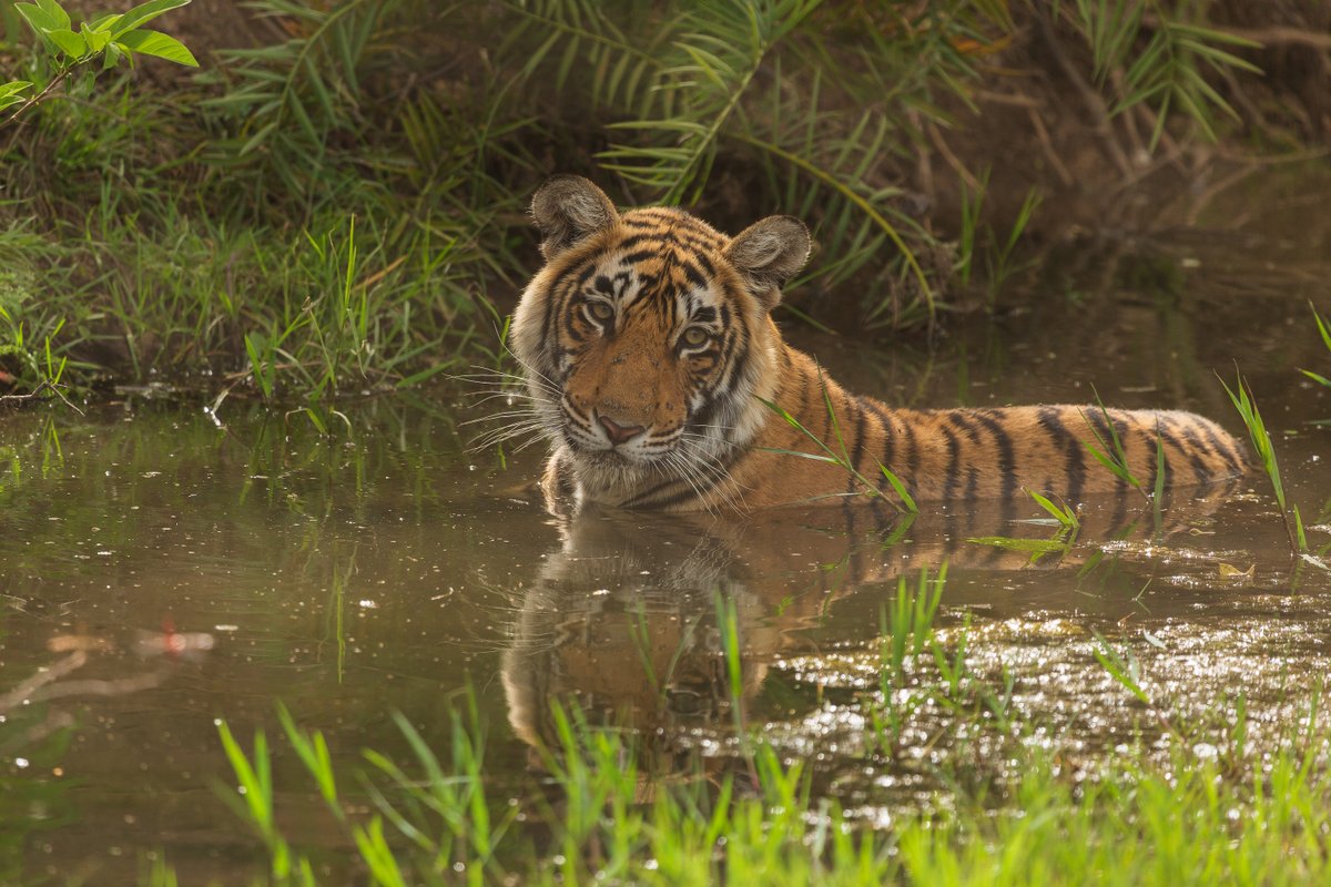 A friendly stare 🐅

📸: Raghupathi K.V.

#TigerTuesday #tiger #wildlife