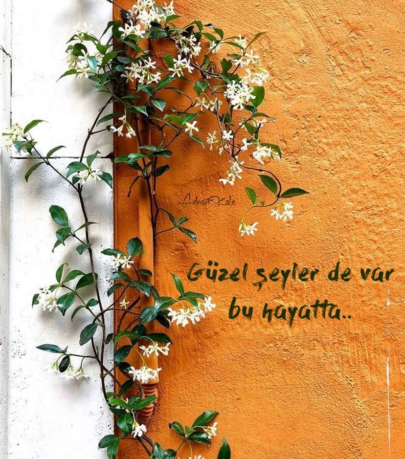 BLUE ANGEL tweet media