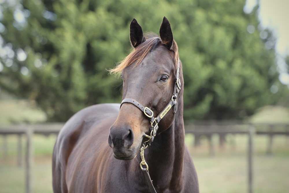 Woodside Park Stud (@woodside_park) on Twitter photo We have just secured lot 459 at the <a href="/mmsnippets/">Magic Millions</a> National Broodmare Sale, Pharari, for $210,000 🏎️
She is a gorgeous mare, <a href="/FirstLight_FLR/">First Light Racing</a>!
We are likely to send her to our new stallion CELESTIAL LEGEND this season 🧬 We have just secured lot 459 at the <a href="/mmsnippets/">Magic Millions</a> National Broodmare Sale, Pharari, for $210,000 🏎️
She is a gorgeous mare, <a href="/FirstLight_FLR/">First Light Racing</a>!
We are likely to send her to our new stallion CELESTIAL LEGEND this season 🧬