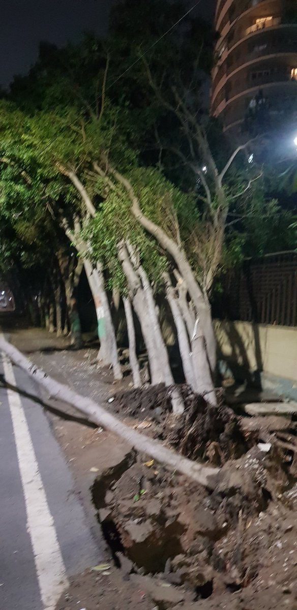 DrAshishkjain's tweet photo. The trees got uprooted 3 days ago in the late night storm at Sector 50, Noida opposite Omaxe Twin Tower. A few of them are alive even as of now. The fallen tree is also blocking the road.
Needs to be fixed asap. Its been 3 days
@Rajiva2011 pls amplify.
@CeoNoida @noida_authority https://t.co/MqPrAC04Wh