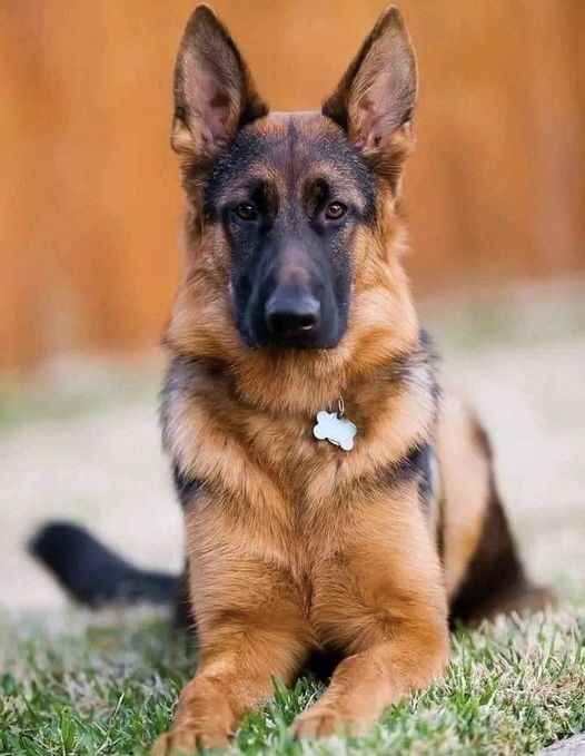 gsd_loversclub's tweet photo. #GermanShepherd #DogsofTwitter #DogPortrait #PetLover #LoyalDog #DogLife #FurryFriend #DogGoals #TwitterPets #TrendingDogs #GoodBoy #DogLove #Canine https://t.co/cKGV1aHHTz