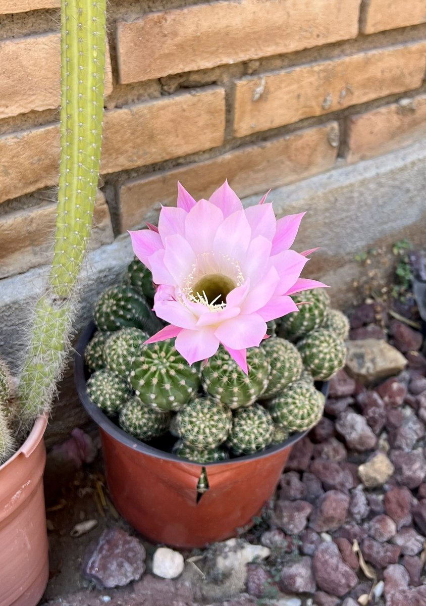 María Esther S.C. tweet media