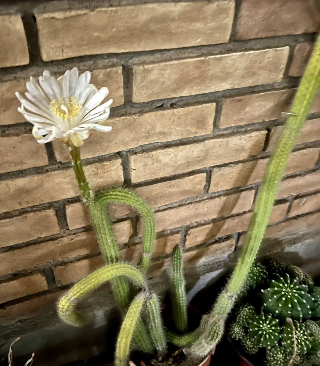 María Esther S.C. tweet media