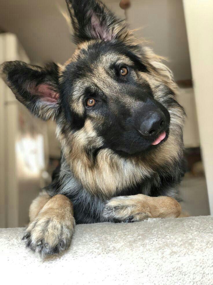 gsd_loversclub's tweet photo. #GermanShepherd #DogsofTwitter #CuteDog #CuriousDog #PetLover #DogLife #FurryFriend #DogGoals #TwitterPets #TrendingDogs #GoodBoy #DogLove #ShepherdDog #SmartDog #AdorableDog https://t.co/ZrbqPVRniU