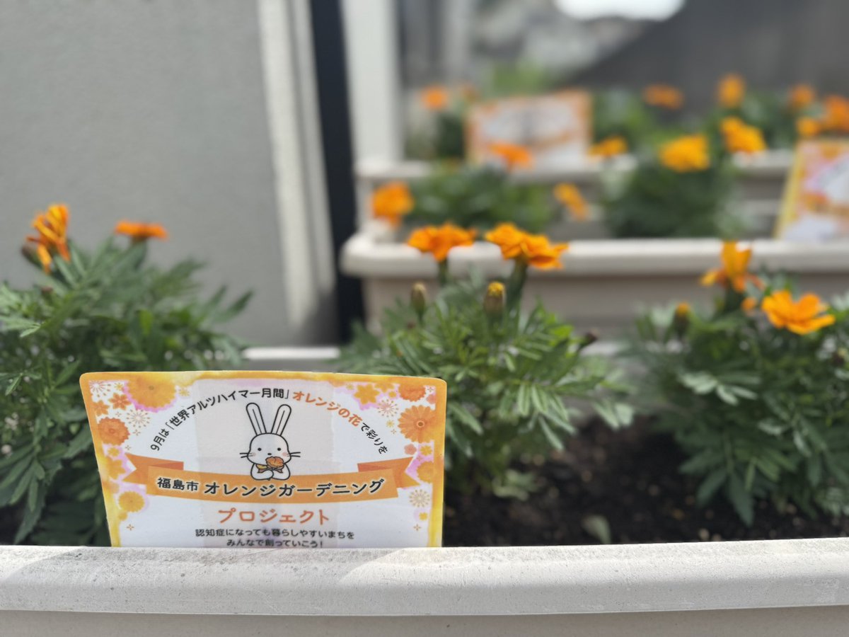 9月21日に向けて各地で
オレンジ色の花が咲き出した🌼
 #世界アルツハイマーデー
認知症の啓発カラーはオレンジ色です
#福島市