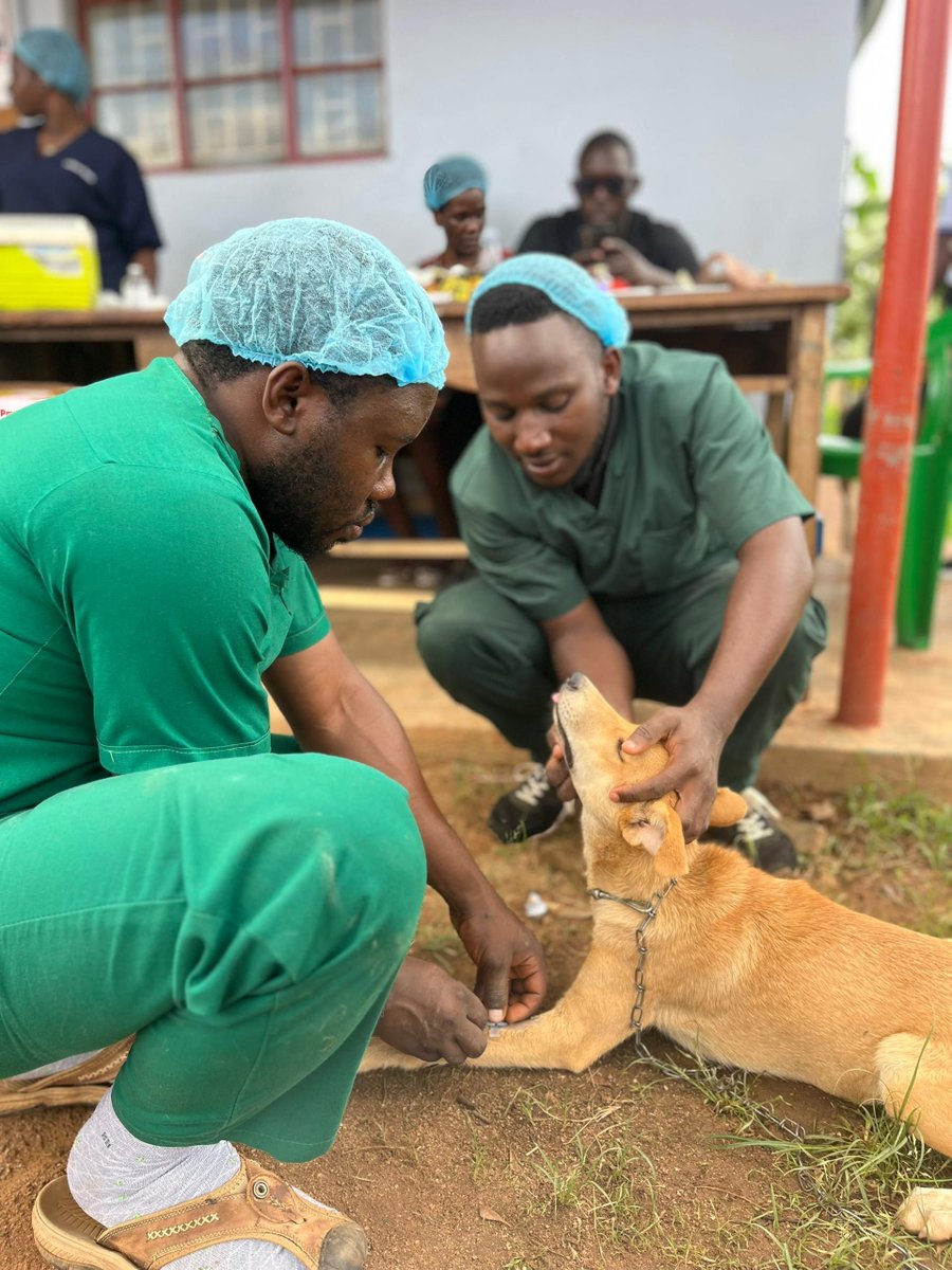 Behind the scenes at our spay/neuter clinic!
 🐾 May’s Photos of the Month show Dr. Arnold &amp; team gently sedating a furry friend before surgery — a vital step toward humane stray animal management. #SpayNeuter #UniquelyPaws