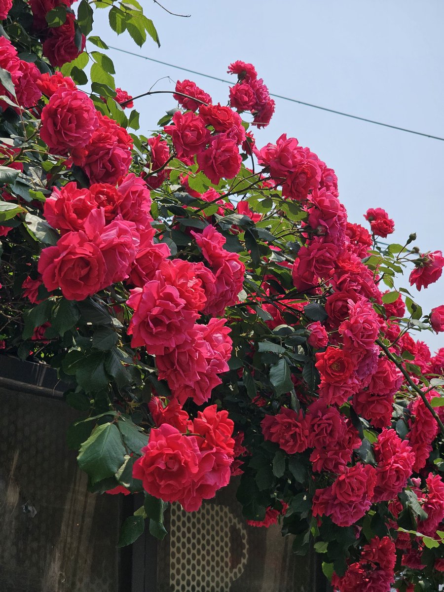 🌹  ˗ˏˋ ♡ ˎˊ˗