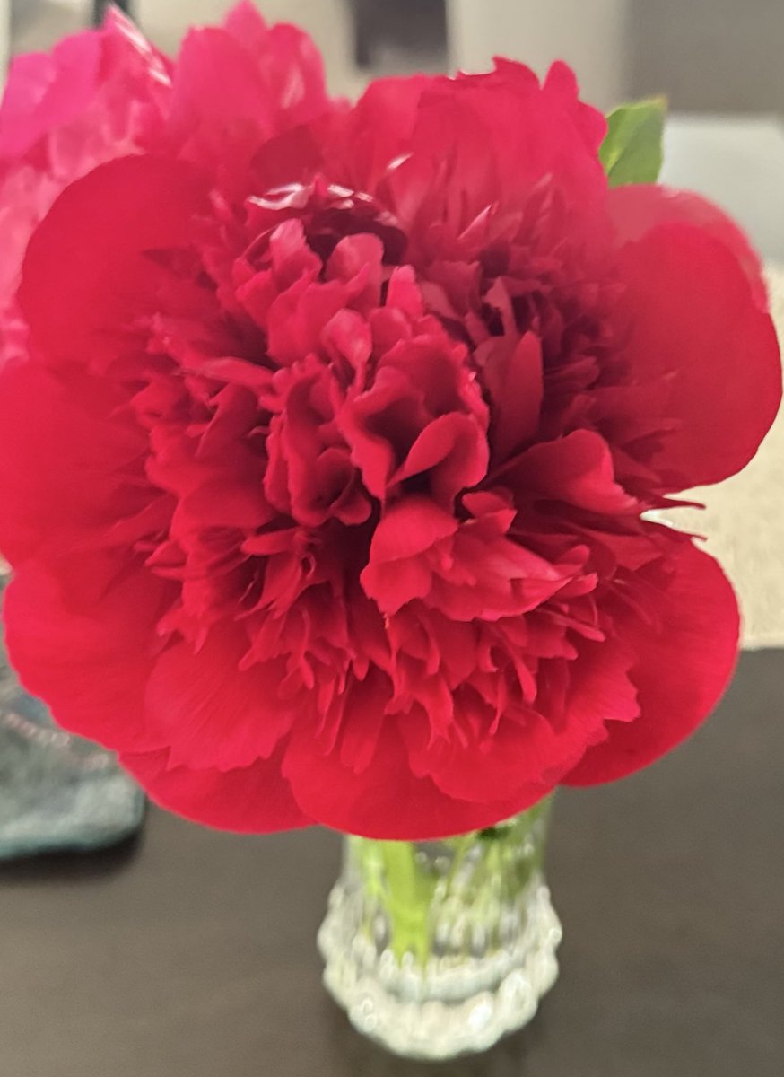 Inbahema26's tweet image. என் வீட்டு தோட்டத்தில் 🦋🤩
#hemawithgarden
#Firstfruit🍓🍓