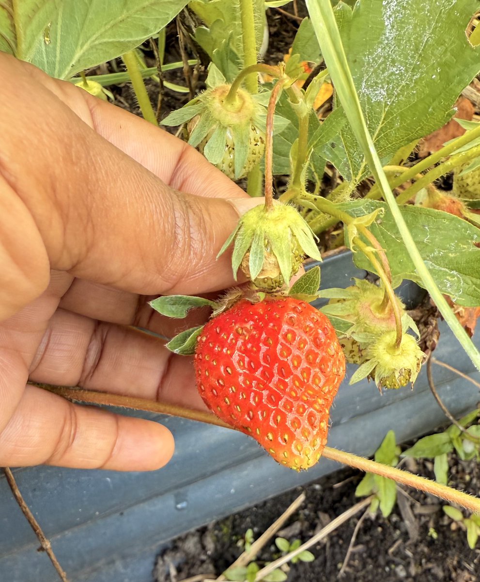 Inbahema26's tweet image. என் வீட்டு தோட்டத்தில் 🦋🤩
#hemawithgarden
#Firstfruit🍓🍓