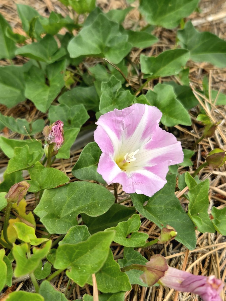 goldrose9090's tweet photo. 🌷Bindweed & Sea Bindweed | Two Wildflowers, One Breeze
🌸#Bindweed #SeaBindweed #CoastalPlants #Wildflowers #FloralComparison #BloomingInSpring #BeachBlooms #NatureNotes
👉Read more here!:
🔗https://t.co/zygvQ1Iasi https://t.co/mA6spWW4YK