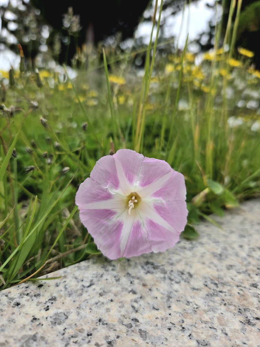 goldrose9090's tweet photo. 🌷Bindweed & Sea Bindweed | Two Wildflowers, One Breeze
🌸#Bindweed #SeaBindweed #CoastalPlants #Wildflowers #FloralComparison #BloomingInSpring #BeachBlooms #NatureNotes
👉Read more here!:
🔗https://t.co/zygvQ1Iasi https://t.co/KUmoGALVWe