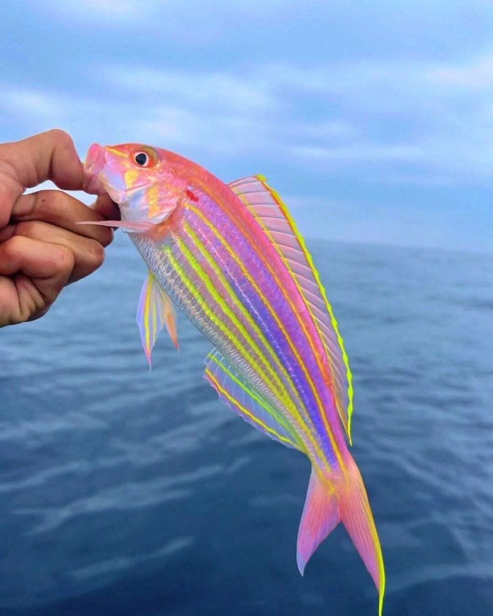 🌈 Pesce Arcobaleno: il pesce più colorato che non hai mai visto! 🎣✨
Questa bellezza vibrante è una Threadfin Fairy Wrasse, conosciuta per le sue strisce surreali rosa fluo, gialle e viola che sembrano quasi dipinte.