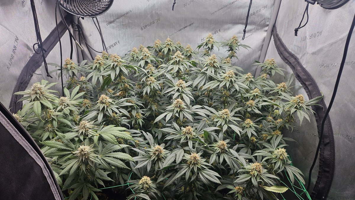 Some pictures of the 3x3 filling up nicely 
Good night Hope you guys had an awesome day 😁🤙🏽