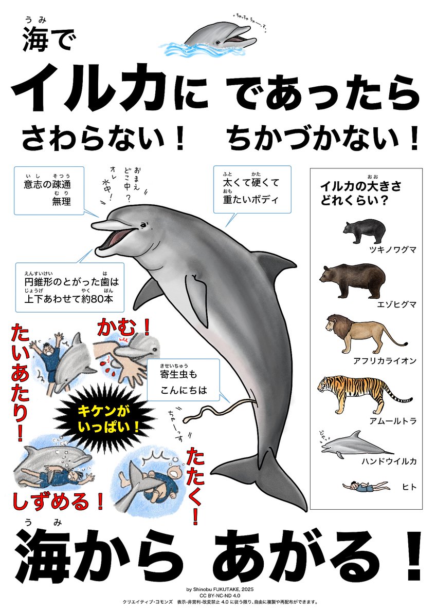 shinobuns's tweet image. ところで 「海でイルカにであったら 2025年版」をつくりました(ヒグマが大きく見えるように調整しました)。クリエイティブ・コモンズCC BY-NC-ND 4.0(表示-非営利-改変禁止 4.0)に従う限り、自由に複製や再配布ができます。
今年の海水浴シーズンもみなさまご安全に!
#海でイルカにであったら