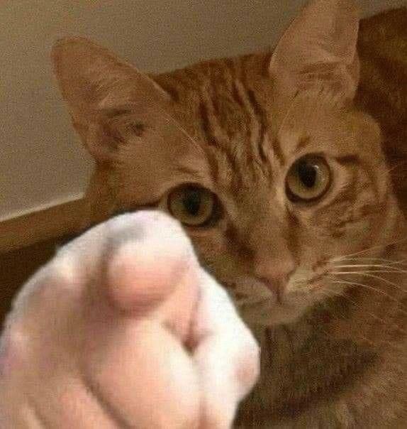 Why you should have a cat (@shouldhavecat) on Twitter photo 