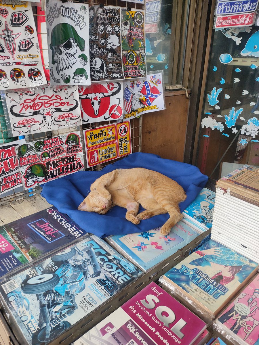 pukmanas's tweet photo. ลูกเจ้าของร้าน 
จะนอนตรงไหนก็ได้ https://t.co/2hzaVXKFrX