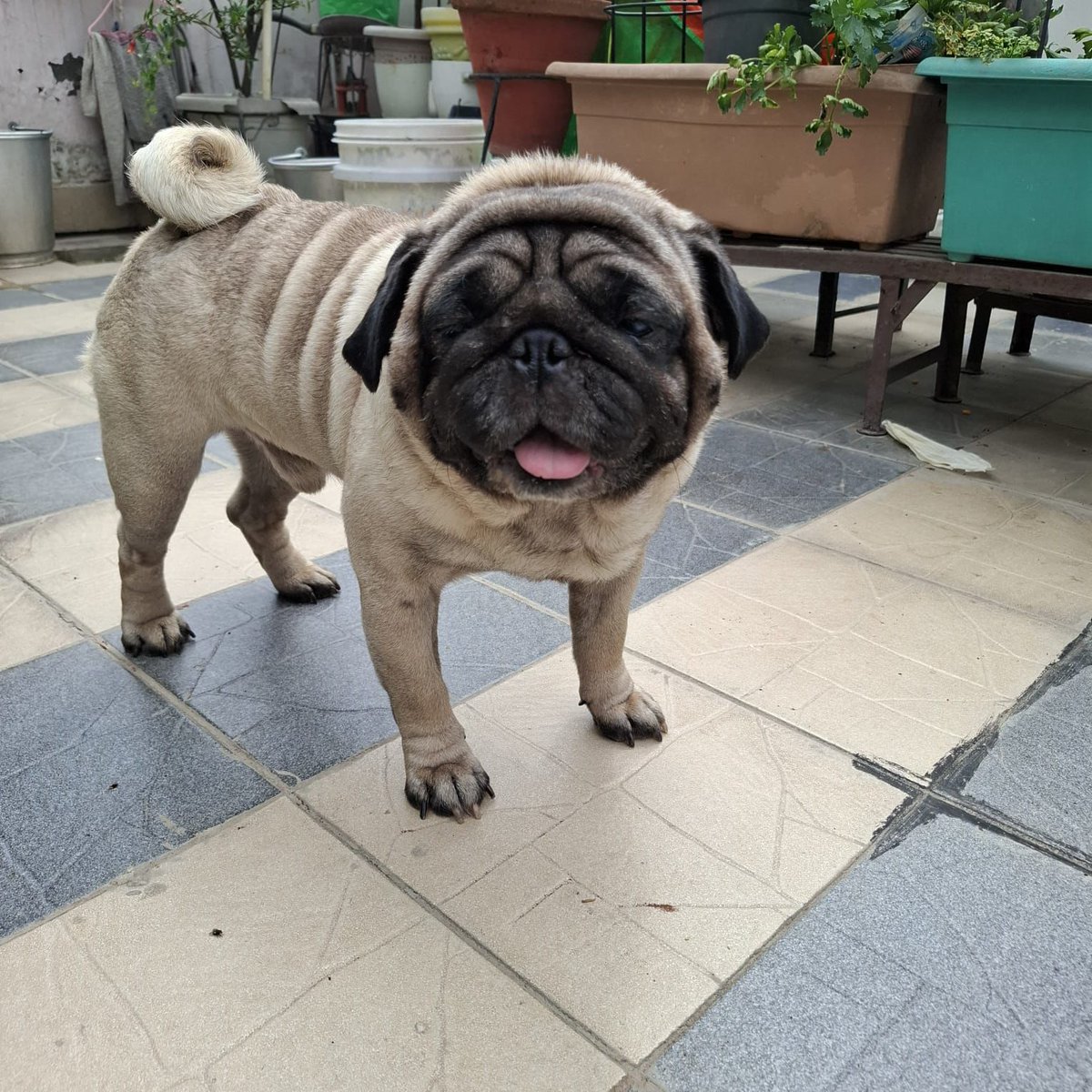 Adoption appeal!

How can anyone ignore such a sweet, smiling face????
Google is the nicest and friendliest pug you'll ever meet. He is about 2.5 -3 years old, healthy and vaccinated. His sole pet parent recently passed away and he is in foster care for now. He is good with