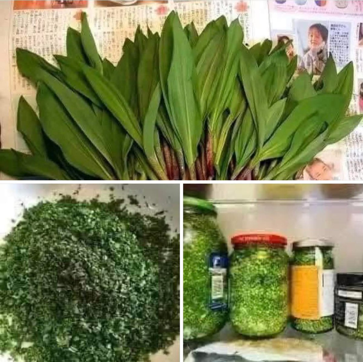 Халиар байгалийн витамины эх үүсвэр. 

Хүмүүс халиартай хуушуур идлээ , халиар дарлаа гээд байхаар нь би ч бас өөрөө халиаранд дуртай хүний хувьд, ШУ -ны ч юмуу , танин мэдэхүйн ч юмуу нэг пост орууллаа...
Халиар...Латин нэр нь Allium victorialis буюу platyphyllum, товч