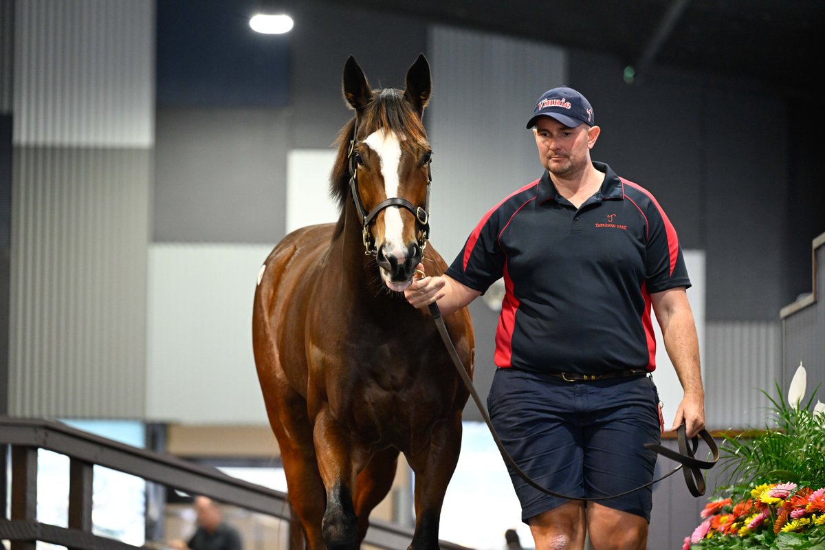 Magic Millions (@mmsnippets) on Twitter photo A fantastic result for <a href="/TripleCrownSynd/">Triple Crown Syndications</a> and the owners of Revolutionary Miss. The $190,000 Gold Coast Yearling Sale buy earned over $1.8 million on the track and today sold for $1.6 million to Katsumi Yoshida of Japan. A fantastic result for <a href="/TripleCrownSynd/">Triple Crown Syndications</a> and the owners of Revolutionary Miss. The $190,000 Gold Coast Yearling Sale buy earned over $1.8 million on the track and today sold for $1.6 million to Katsumi Yoshida of Japan.
