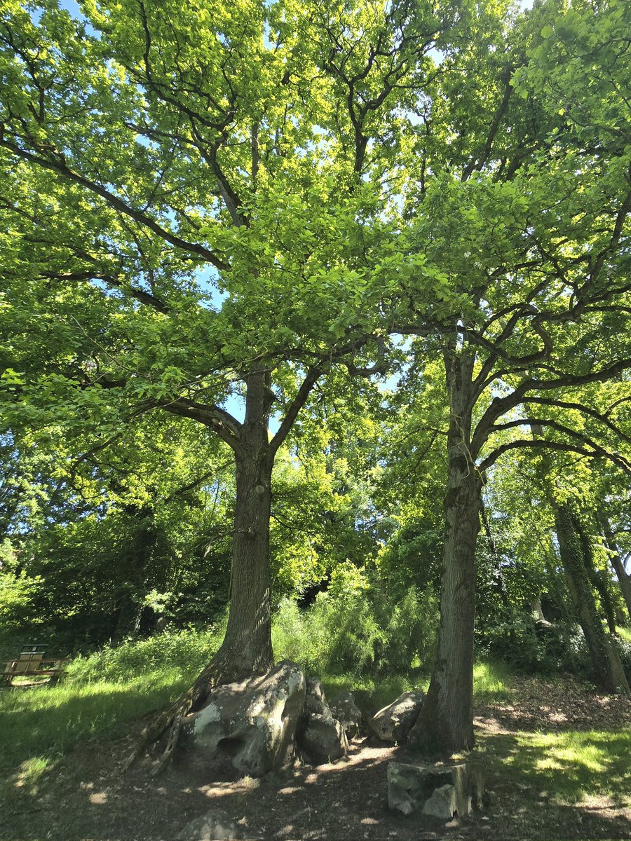 Bonjour, très belle journée 
Happy #thicktrunktuesday !