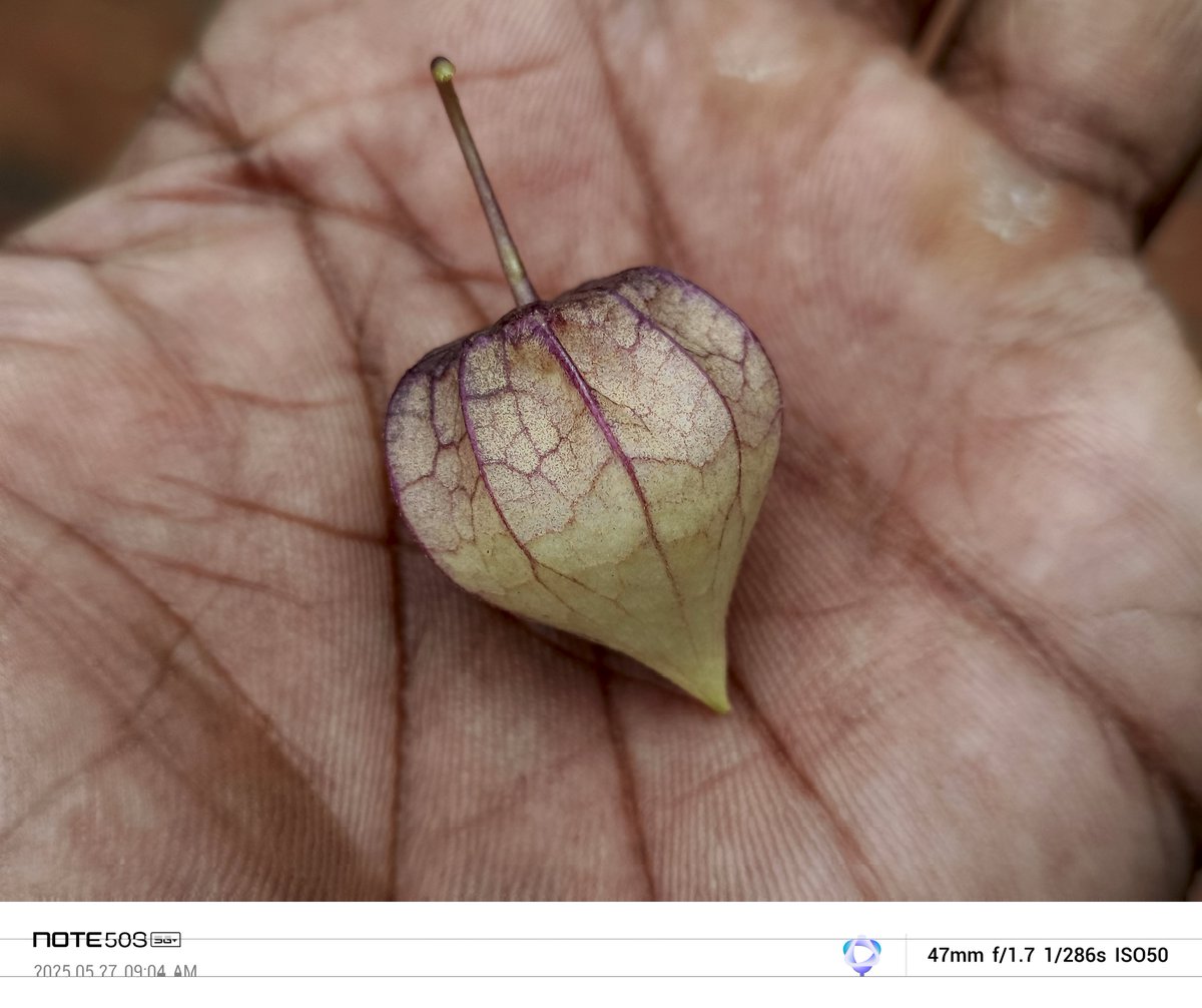 Siva_Bharani's tweet image. Done with the Day - 6

100 day&apos;s of 30km cycle ride

Shot on #InfinixNote50s #NoEdit 

Social ready sharp, bright and vibrant photos