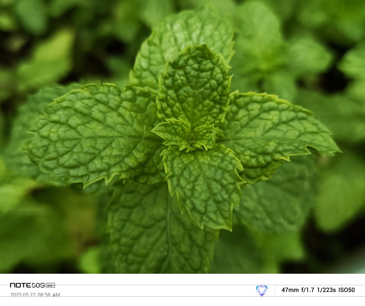 Siva_Bharani's tweet image. Done with the Day - 6

100 day&apos;s of 30km cycle ride

Shot on #InfinixNote50s #NoEdit 

Social ready sharp, bright and vibrant photos