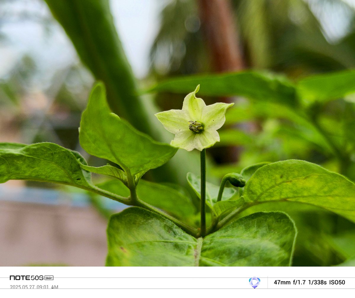 Siva_Bharani's tweet image. Done with the Day - 6

100 day&apos;s of 30km cycle ride

Shot on #InfinixNote50s #NoEdit 

Social ready sharp, bright and vibrant photos